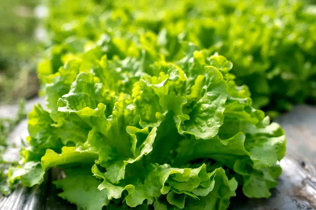 Salade